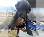 Small Labrador Retriever Mix