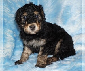 Labradoodle Puppy for sale in LA HABRA, CA, USA