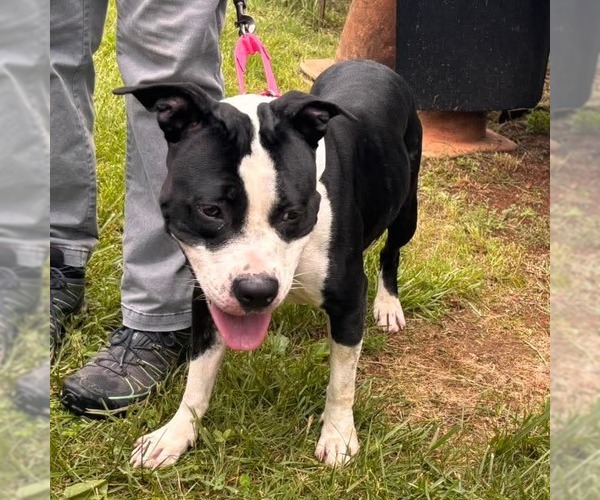 Medium Photo #7 American Boston Bull Terrier Puppy For Sale in Rustburg, VA, USA