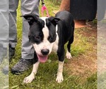 Small #6 American Boston Bull Terrier
