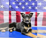 Small German Shepherd Dog Mix