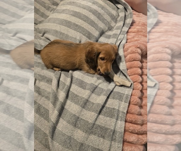 Medium Photo #4 Dachshund Puppy For Sale in TOMS RIVER, NJ, USA
