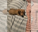 Small #3 Dachshund