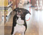 Small #6 Staffordshire Bull Terrier Mix