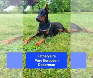 Father of the Cane Corso-Doberman Pinscher Mix puppies born on 02/01/2023
