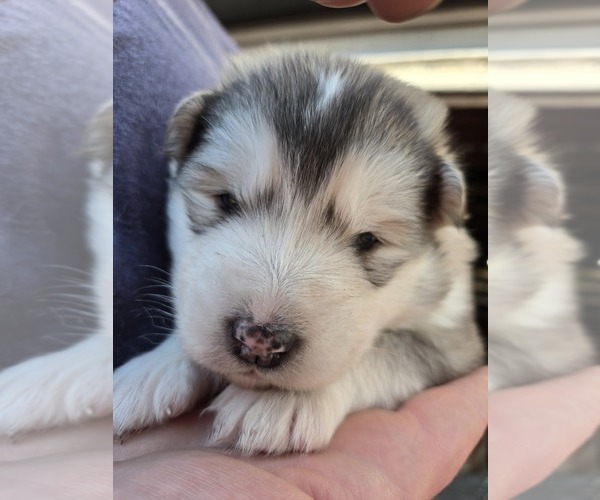Medium Photo #9 Alaskan Malamute Puppy For Sale in CRIVITZ, WI, USA