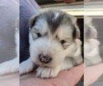 Small #8 Alaskan Malamute