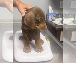 Small #3 Doberman Pinscher