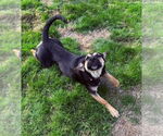Small #8 Mutt