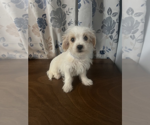 Medium Photo #13 Morkie Puppy For Sale in DURHAM, CT, USA