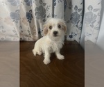 Small #12 Morkie