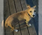 Small #2 Mutt