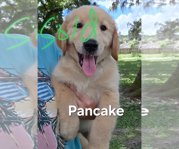 Medium Photo #10 Golden Retriever Puppy For Sale in PLANT CITY, FL, USA