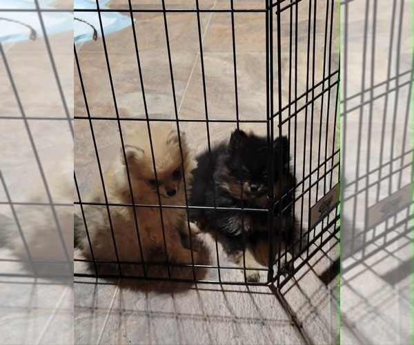 Medium Photo #7 Pomeranian Puppy For Sale in LOYAL, WI, USA