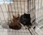 Small #6 Pomeranian