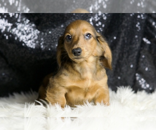 Medium Photo #5 Dachshund Puppy For Sale in WARSAW, IN, USA