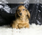 Small #4 Dachshund