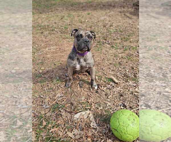 Medium Photo #9 American Pit Bull Terrier-Bulldog Mix Puppy For Sale in Raleigh, NC, USA