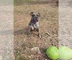 Small #8 American Pit Bull Terrier-Bulldog Mix