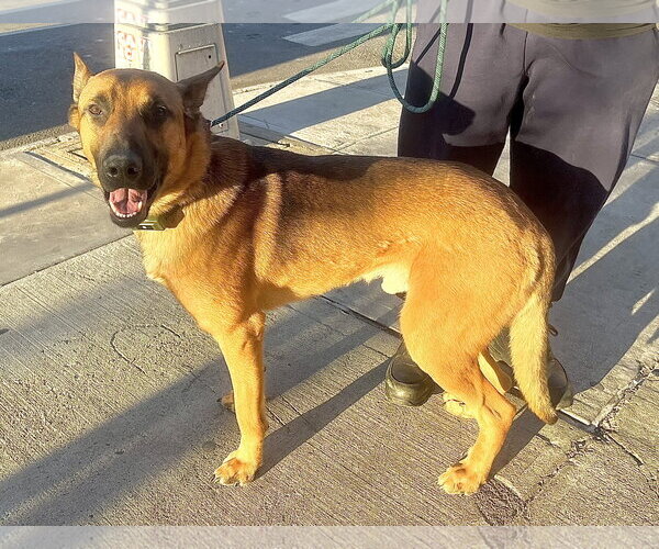 Medium Photo #4 German Shepherd Dog-Unknown Mix Puppy For Sale in Staten Island, NY, USA