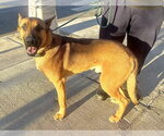 Small #3 German Shepherd Dog Mix