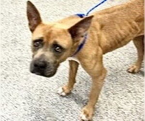 Mutt Dogs for adoption in Houston, TX, USA