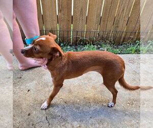 Amber - Female Chiweenie Dog for Adoption - Photo #2