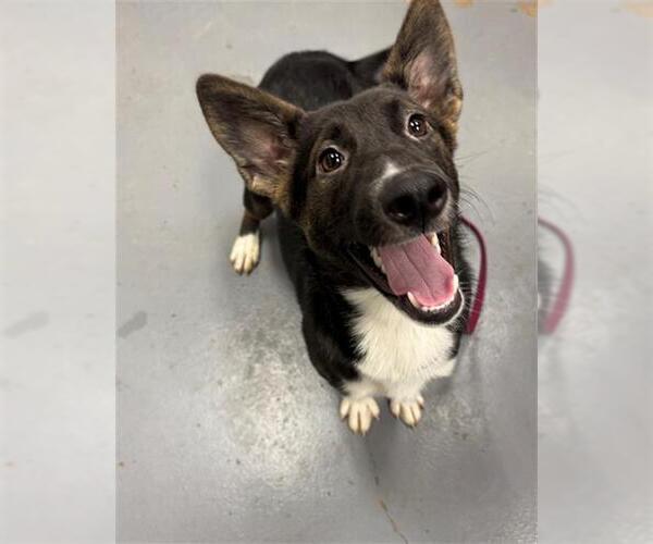 Medium Photo #1 German Shepherd Dog-Unknown Mix Puppy For Sale in Peoria, IL, USA