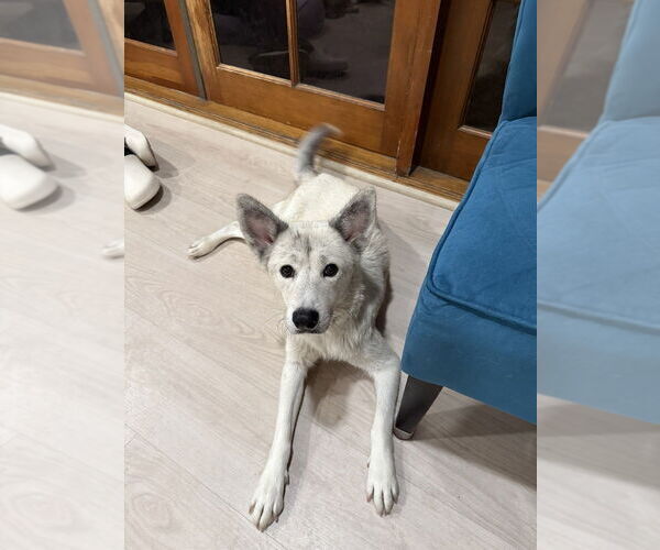 Medium Photo #1 Huskimo Puppy For Sale in Banning, CA, USA