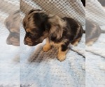 Small Photo #2 Dachshund Puppy For Sale in BLAIRSVILLE, PA, USA