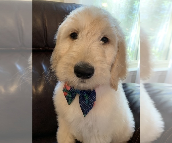 Medium Photo #3 Goldendoodle Puppy For Sale in WAKE FOREST, NC, USA