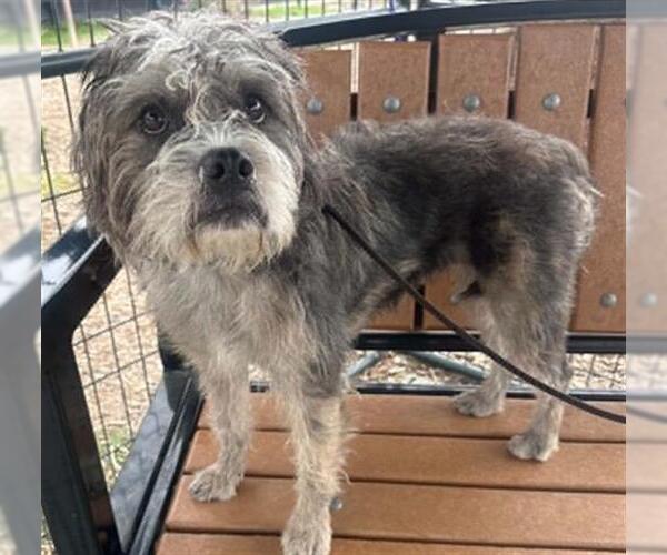 Medium Photo #1 Cairn Terrier-Unknown Mix Puppy For Sale in Orange, CA, USA