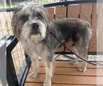 Small Cairn Terrier Mix