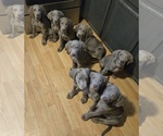 Image preview for Ad Listing. Nickname: Litter of 8