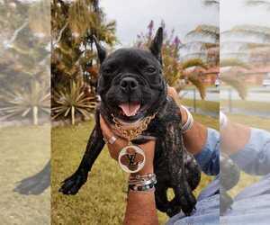 French Bulldog Puppy for sale in CORAL GABLES, FL, USA