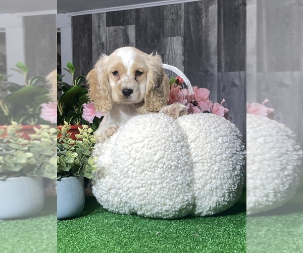 Medium Photo #1 Cocker Spaniel Puppy For Sale in CANOGA, NY, USA
