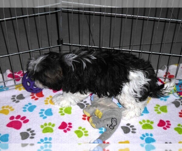 Medium Photo #2 Mal-Shi Puppy For Sale in ORO VALLEY, AZ, USA