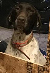 Mother of the German Shorthaired Pointer puppies born on 02/25/2019