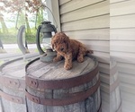 Small #2 Goldendoodle (Miniature)