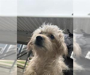 Rat Terrier-Unknown Mix Dogs for adoption in Houston, TX, USA