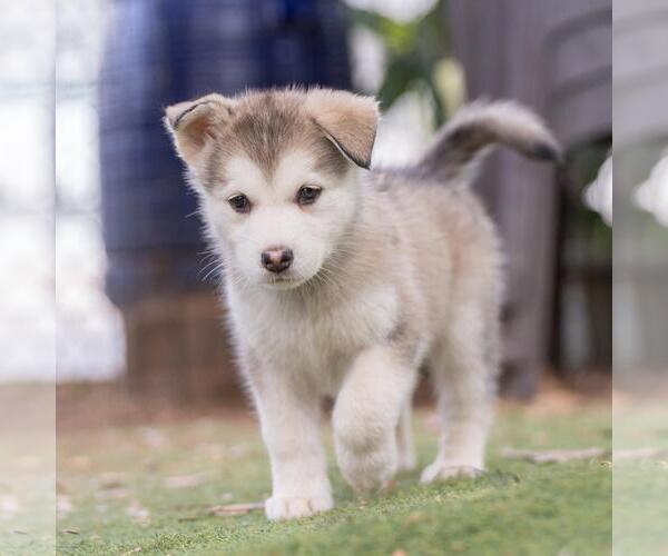 Medium Photo #2 Siberian Husky-Unknown Mix Puppy For Sale in San Diego, CA, USA