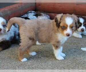 Miniature Australian Shepherd Puppy for sale in LIVE OAK, CA, USA