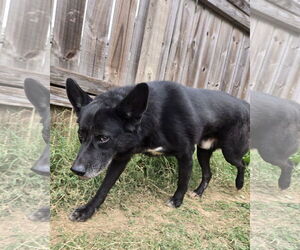 Bullwinkle - Male German Shepherd Dog-Unknown Mix Dog for Adoption - Photo #2