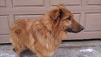 Small Photo #1 Collie-German Shepherd Dog Mix Puppy For Sale in HOWARD LAKE, MN, USA