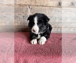 Small #14 Border Collie