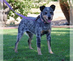 Mutt Dogs for adoption in Paso Robles, CA, USA