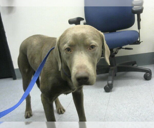 Medium Photo #1 Unknown-Weimaraner Mix Puppy For Sale in Big Bear City, CA, USA