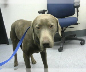 Unknown-Weimaraner Mix Dogs for adoption in Big Bear City, CA, USA