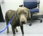 KOI - Male Unknown-Weimaraner Mix Dog for Adoption - Small photo