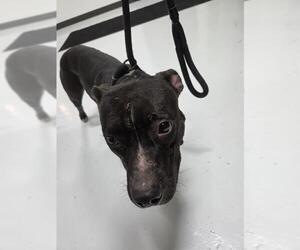 Mutt Dogs for adoption in Temple, TX, USA